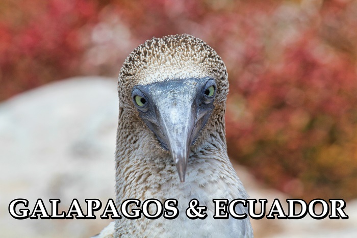 This image for Image Layouts addon