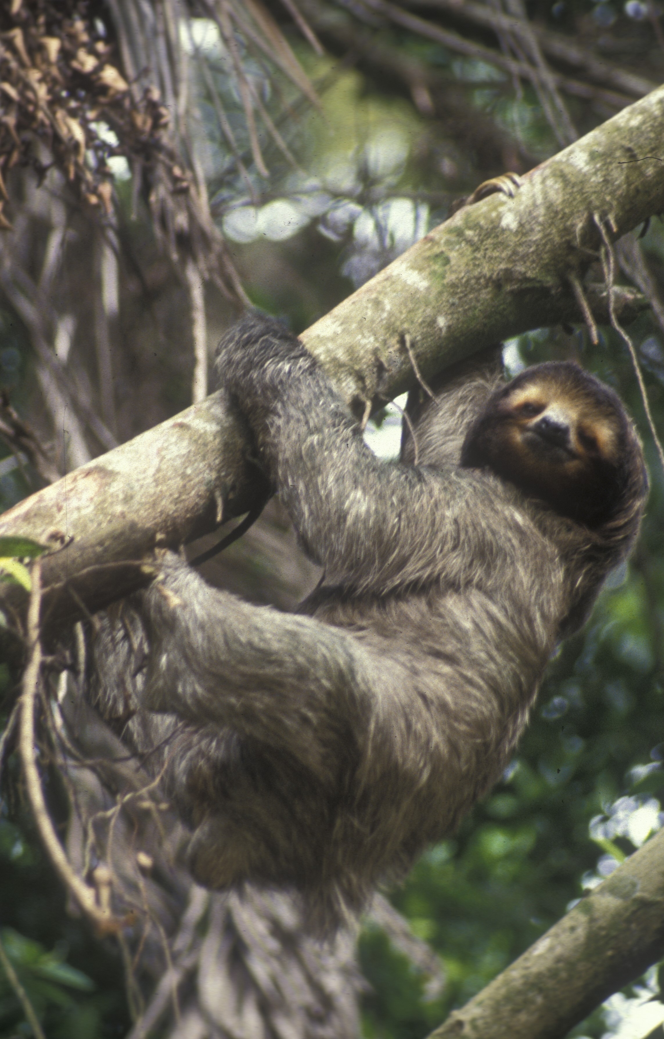 This image for Image Layouts addon